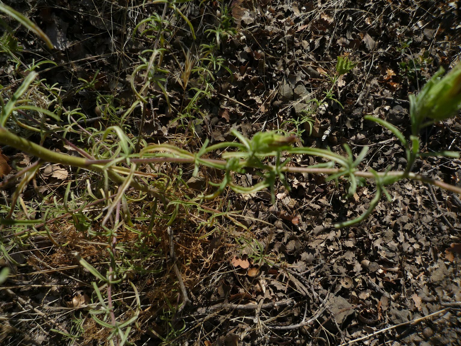 High Resolution Cordylanthus rigidus Leaf